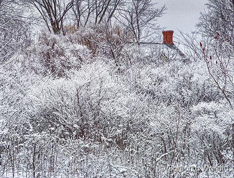 Snow-Covered Thicket_DSCF03685.jpg - Photographed at Smiths Falls, Ontario, Canada.